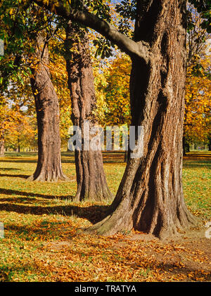 De riches couleurs d'automne, UK forest Banque D'Images