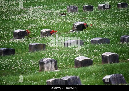 Plymouth Meeting, PA, USA - 1 juin 2019 : fleurs rouge vif ornent tombes dans un cimetière Quaker. Banque D'Images