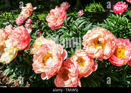 Belles fleurs de jardin, fleurs de pivoine rose Paeonia lactiflora 'Corail hawaïen rose' pivoine dans le jardin pivoines Banque D'Images