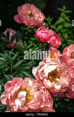 Pivoine rose Paeonia 'Hawaiian Coral', de pivoines Banque D'Images