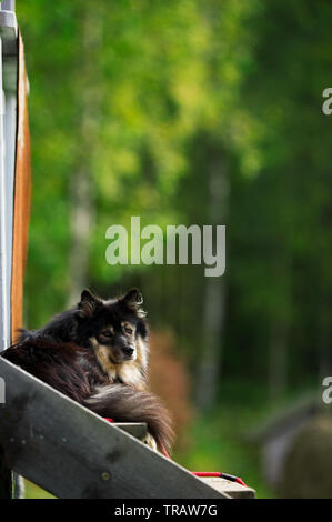 Finnish Lapphund détend sur le porche avant. Focus sélectif et profondeur de champ. Banque D'Images