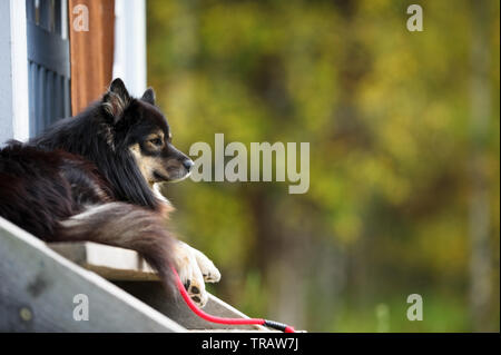 Finnish Lapphund détend sur le porche avant. Focus sélectif et profondeur de champ. Banque D'Images