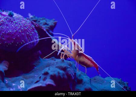 Nettoyant pacifique également connu sous le nom de crevette Lysmata amboinensis, Scarlet Cleaner shrimp et Skunk Cleaner shrimp Banque D'Images