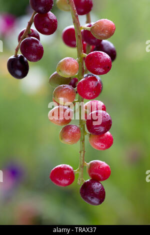 Les petits fruits colorés de la Prunus laurocerasus ou Cherry Laurel Banque D'Images