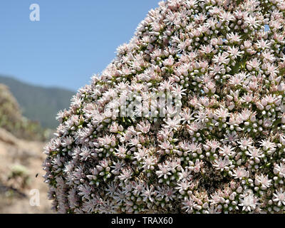 Page de gauche, détail, détail d'un verode, espèces succulentes fleurs pleinement sur Ténérife, île des Canaries. Il a des milliers de fleurs roses et de blanc Banque D'Images