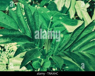 Feuilles d'une plante verte après une pluie de printemps Banque D'Images