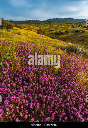 Les hiboux Trèfle, Monolopia Fiddlenecks, gamme, Caliente, Carrizo Plain National Monument, San Luis Obispo County, Californie Banque D'Images