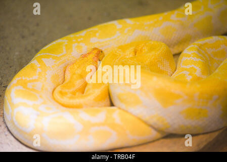 Serpent python étendue sur le sol jaune / or python birman albinos Banque D'Images