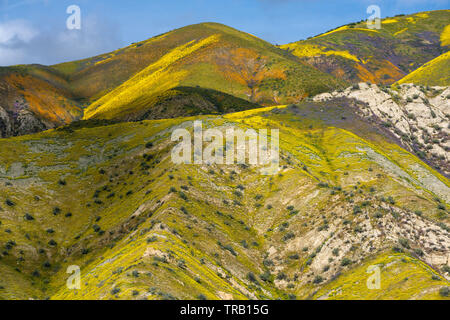 Monolopia Fiddlenecks,, Phacelia, Tremblor Range, Carrizo Plain National Monument, San Luis Obispo County, Californie Banque D'Images