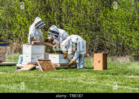 Swift Current, SK/Canada - Mai 26, 2019 : l'inspection des apiculteurs de plateaux de la couvée super ruche Banque D'Images