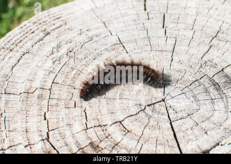 Isabella Tiger Moth caterpillar ours laineux closeup on cut vieux tronc à sunny day Banque D'Images