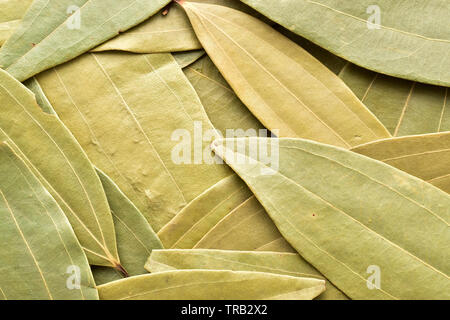 Les feuilles de laurier séchées texture background Banque D'Images