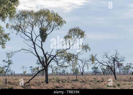 Mai 2019, l'Australie : un arbre Myall (Acacia pendula) avec le gui poussant dans la branches supérieures sur une ferme près de Burren Junction, NSW, Australie Banque D'Images