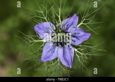 Un joli amour-dans-un-Brouillard ou Nigella, Nigella damascena, fleur. Banque D'Images