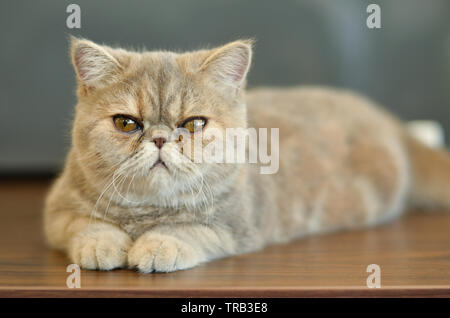 Chat exotique Shorthair avec yeux larges assis sur une table en bois regardant dans la caméra donnant des expressions drôles Banque D'Images