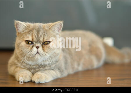 Chat exotique Shorthair avec yeux larges assis sur une table en bois regardant dans la caméra donnant des expressions drôles Banque D'Images