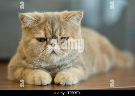 Chat exotique Shorthair avec yeux larges assis sur une table en bois regardant dans la caméra donnant des expressions drôles Banque D'Images