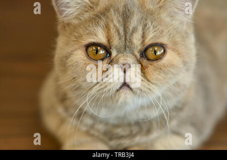 Chat exotique Shorthair avec yeux larges assis sur une table en bois regardant dans la caméra donnant des expressions drôles Banque D'Images