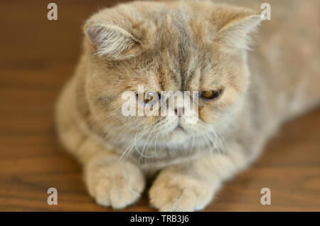 Chat exotique Shorthair avec yeux larges assis sur une table en bois regardant dans la caméra donnant des expressions drôles Banque D'Images