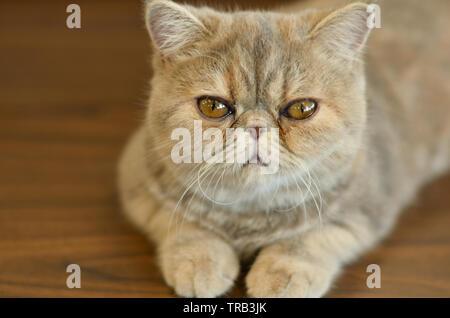 Chat exotique Shorthair avec yeux larges assis sur une table en bois regardant dans la caméra donnant des expressions drôles Banque D'Images