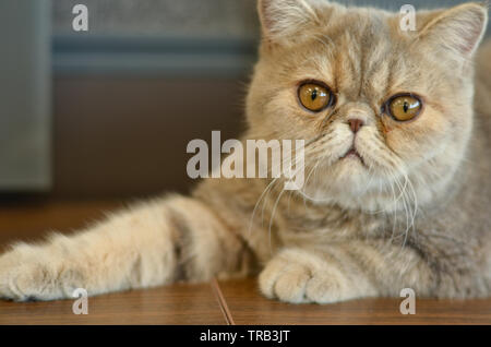 Chat exotique Shorthair avec yeux larges assis sur une table en bois regardant dans la caméra donnant des expressions drôles Banque D'Images