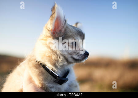 Portrsit low angle incroyable d'une petite chihuahua puppu chien aux pieds de son propriétaire qui porte des bottes d'hiver brun Banque D'Images