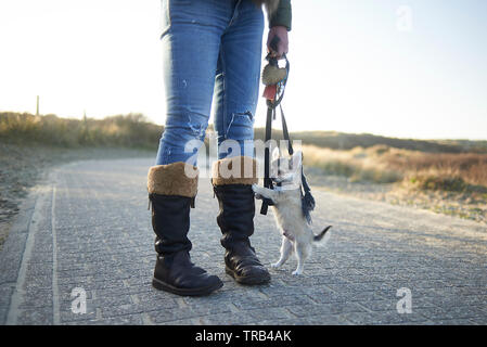 Portrsit low angle incroyable d'une petite chihuahua puppu chien aux pieds de son propriétaire qui porte des bottes d'hiver brun Banque D'Images