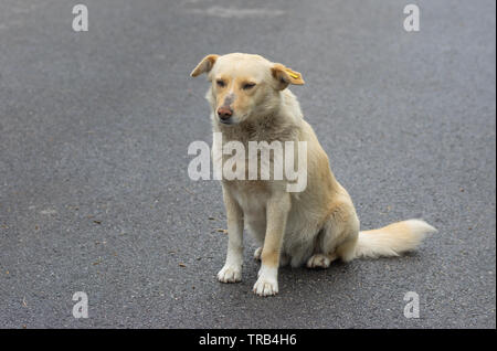 Portrait de race mixte triste chien assis sur une route goudronnée et d'attente Banque D'Images