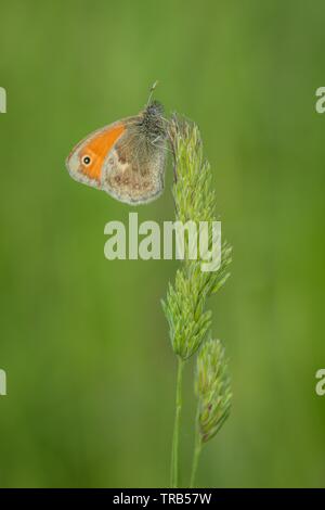 Un petit papillon orange et marron avec un point noir, un petit heath, assis sur un haut de l'herbe verte. Journée ensoleillée dans la nature. Vertical image. Banque D'Images