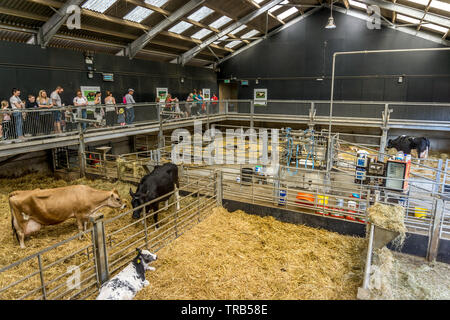 Le bétail dans l'intérieur d'un stylo à Cannon Hall Farm, écorce House Lane, Cawthorne, Barnsley, South Yorkshire, Angleterre, Royaume-Uni Banque D'Images