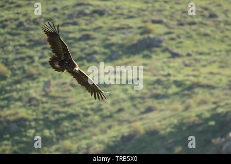 De superbes photos d'oiseaux. Cinereous vulture / Platycnemis monachus. Silhouette d'un oiseau en vol sur un fond de montagnes Banque D'Images