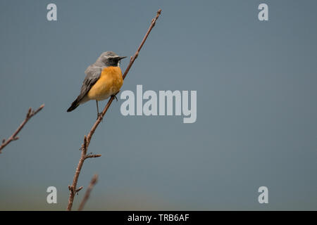 De superbes photos d'oiseaux. White-throated robin (Irania gutturalis). Banque D'Images