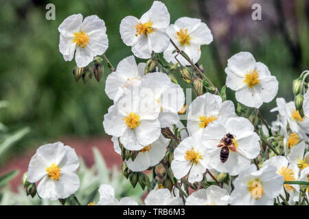 White Rock Rose, Helianthemum apenninum abeille en fleur Banque D'Images
