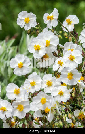 White Rock Rose Helianthemum apenninum Banque D'Images