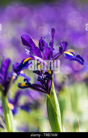 Un lit de la fleur Dutch Iris hollandica Sensation pourpre fleurs dans un jardin. Banque D'Images