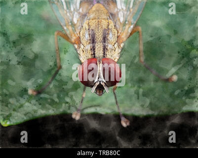 Aquarelle Photo de mouche sur feuille verte Banque D'Images