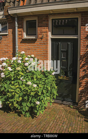 La porte en bois en maison de brique mur et arbuste fleuri aux beaux jours à Weesp. Agréable village plein de canaux et green en Pays-Bas. Banque D'Images