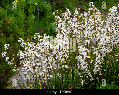 Au début de l'été massés le pics de plante vivace à fleurs blanches fleurs satin de Nouvelle-Zélande, Libertia formosa Banque D'Images