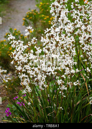 Au début de l'été massés le pics de plante vivace à fleurs blanches fleurs satin de Nouvelle-Zélande, Libertia formosa Banque D'Images