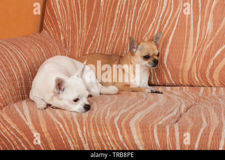 Deux chiens Chihuahua sont couché sur un canapé, 2,5 ans cannelle femelle et femelle blanche de 5 ans. Banque D'Images