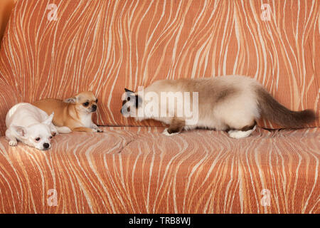 Chihuahua deux chiens et un chat Birman seal point sont allongés sur un canapé. Chat mâle est de 1 ans, 2,5 ans chien cannelle femelle et 5 ans chien blanc Banque D'Images