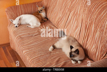 Chihuahua deux chiens et un chat Birman seal point sont allongés sur un canapé. Chat mâle est de 1 ans, 2,5 ans chien cannelle femelle et 5 ans chien blanc Banque D'Images