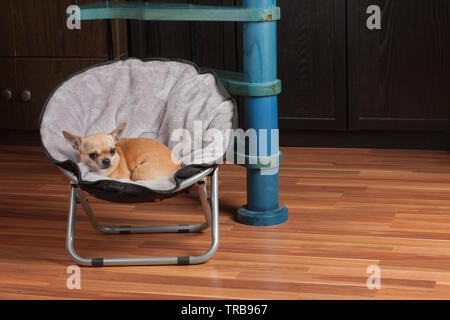 Chihuahua est situé sur pet présidence à salle de séjour . 2,5 ans cannelle femelle. Banque D'Images