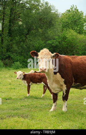 Vache et veau Banque D'Images