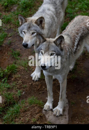 Deux Loups de bois ou le loup gris Canis lupus debout sur une falaise rocheuse sur une journée d'été au Canada Banque D'Images