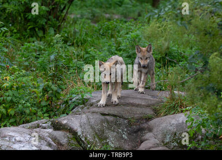 Le loup ou loup gris Canis lupus louveteaux marche sur une falaise rocheuse en été au Canada Banque D'Images