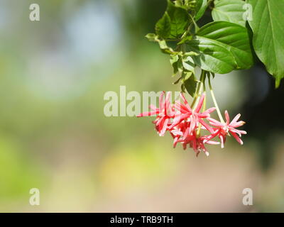 Nom réducteur Rangoon La fleur fleur ressemble à long tube à la fin de la fleur est séparé en cinq pétales blancs ou roses rouges Banque D'Images