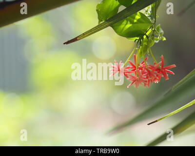 Nom réducteur Rangoon La fleur fleur ressemble à long tube à la fin de la fleur est séparé en cinq pétales blancs ou roses rouges Banque D'Images