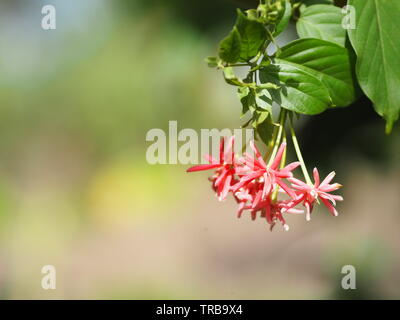 Nom réducteur Rangoon La fleur fleur ressemble à long tube à la fin de la fleur est séparé en cinq pétales blancs ou roses rouges Banque D'Images