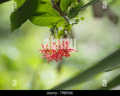 Nom réducteur Rangoon La fleur fleur ressemble à long tube à la fin de la fleur est séparé en cinq pétales blancs ou roses rouges Banque D'Images